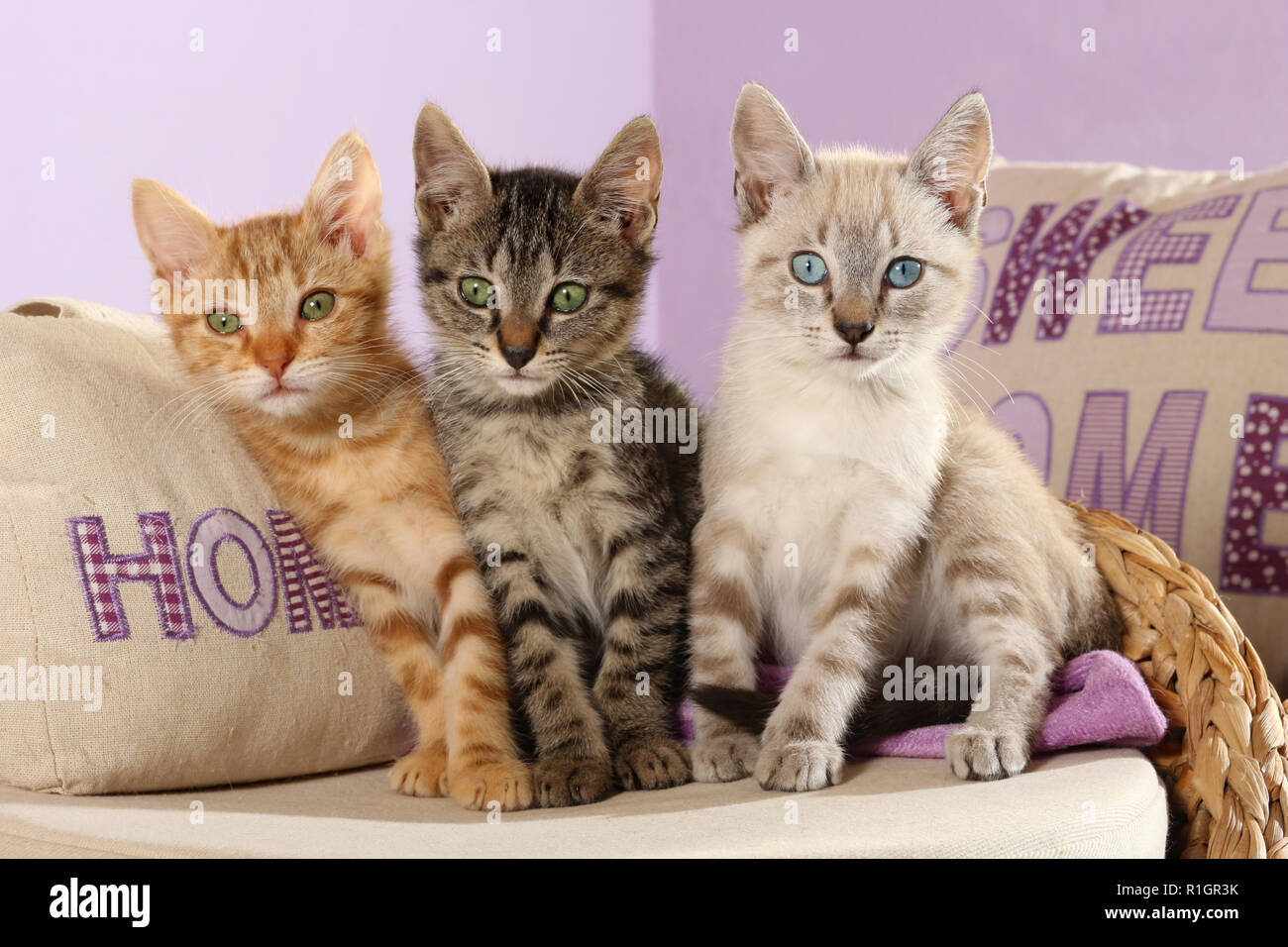 Tre gattini, 10 settimane di età, seal tabby point, nero tabby e Rosso tabby ,seduto su un cuscino Foto Stock