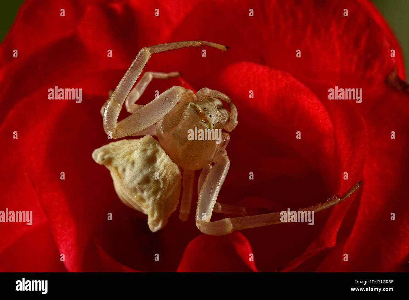 Giallo heather spider,thomisus onustus, lorking in red rose Foto Stock