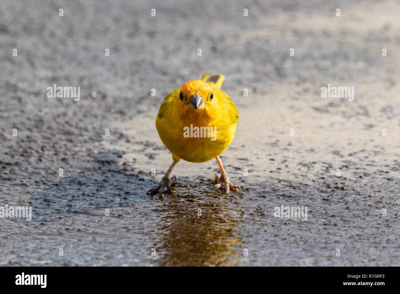 Zafferano giallo Finch (sicalia flaveola) nelle Hawaii, in piedi sul suolo, affacciato direttamente nella fotocamera. Foto Stock