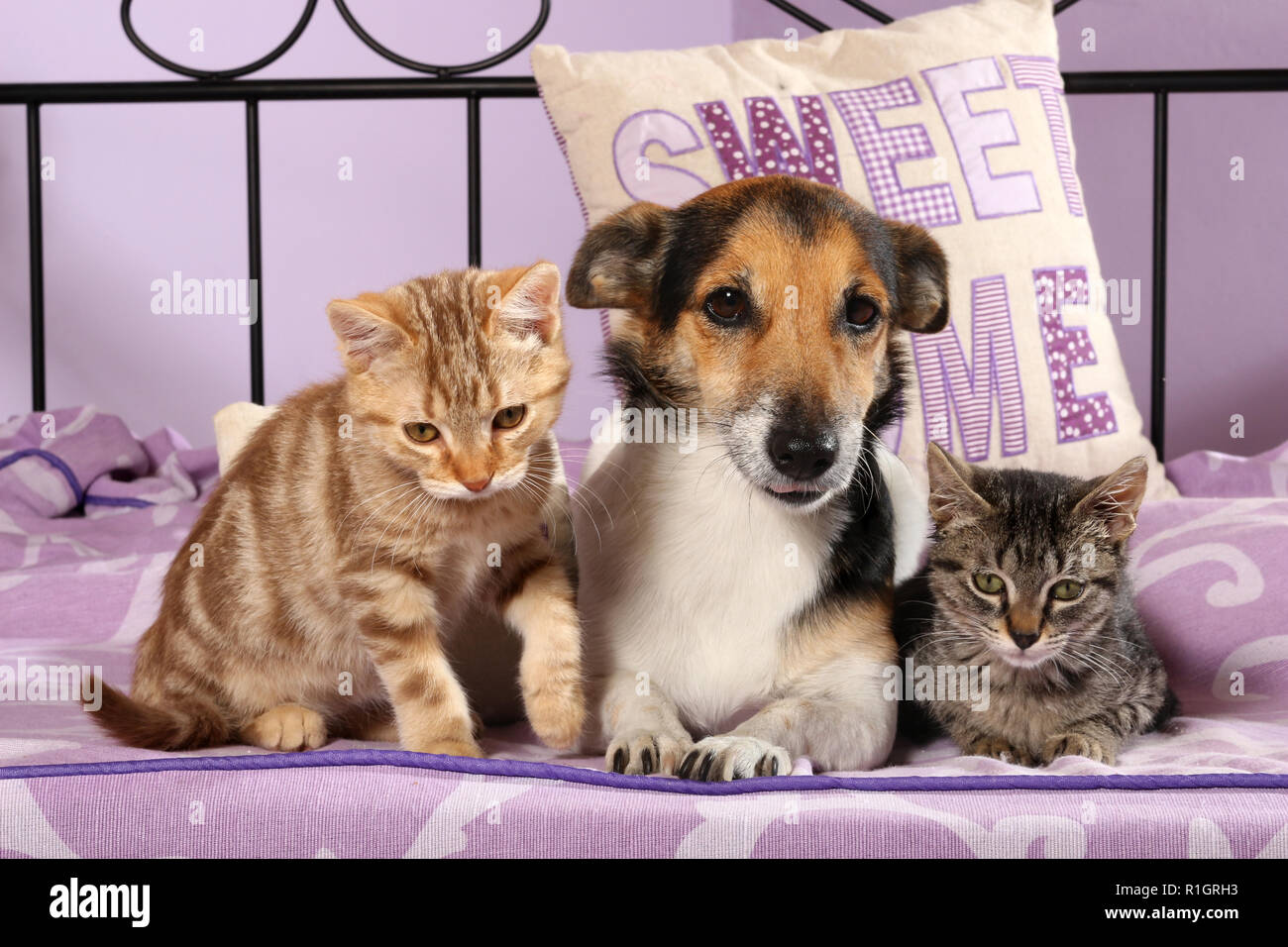 Jack Russell cane e due gattini, 2 mese vecchio, Rosso tabby e black tabby, giacente insieme su un letto Foto Stock