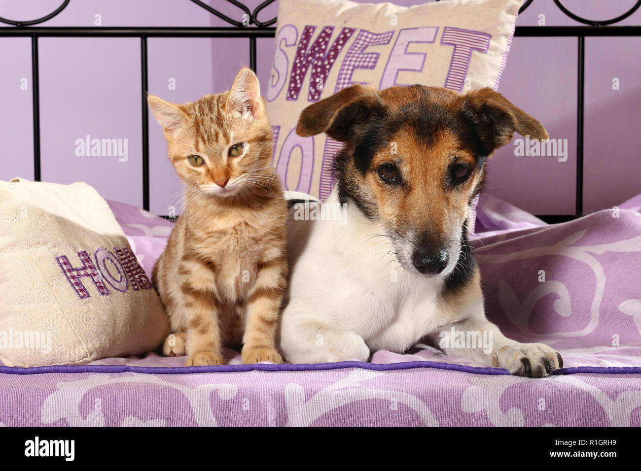 Jack Russell cane e un gattino, 2 mese vecchio, Rosso tabby, giacente insieme su un letto Foto Stock