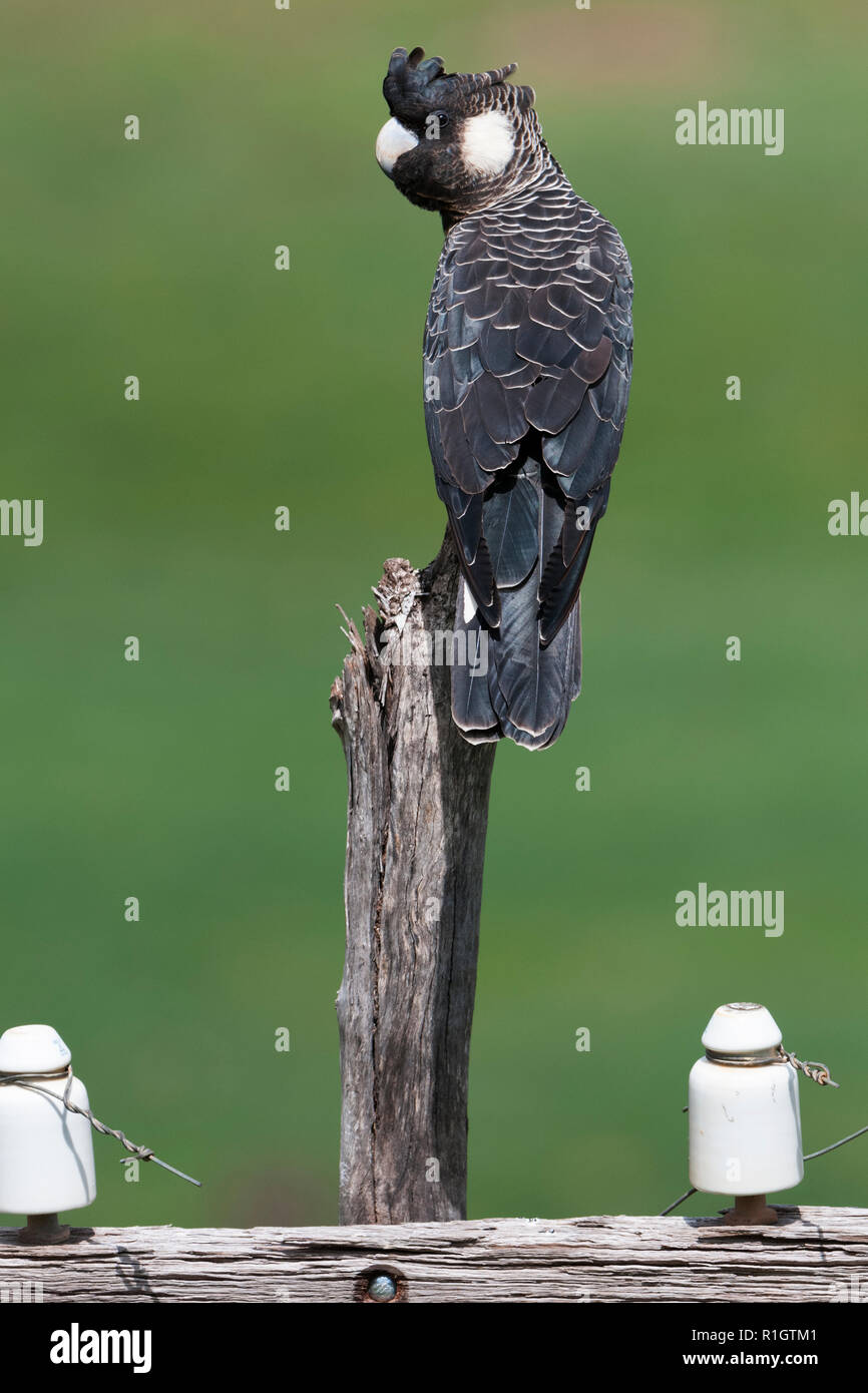 Breve tailed cacatua seduto sulla parte superiore del vecchio power pole Valle di Avon western australia australia Foto Stock