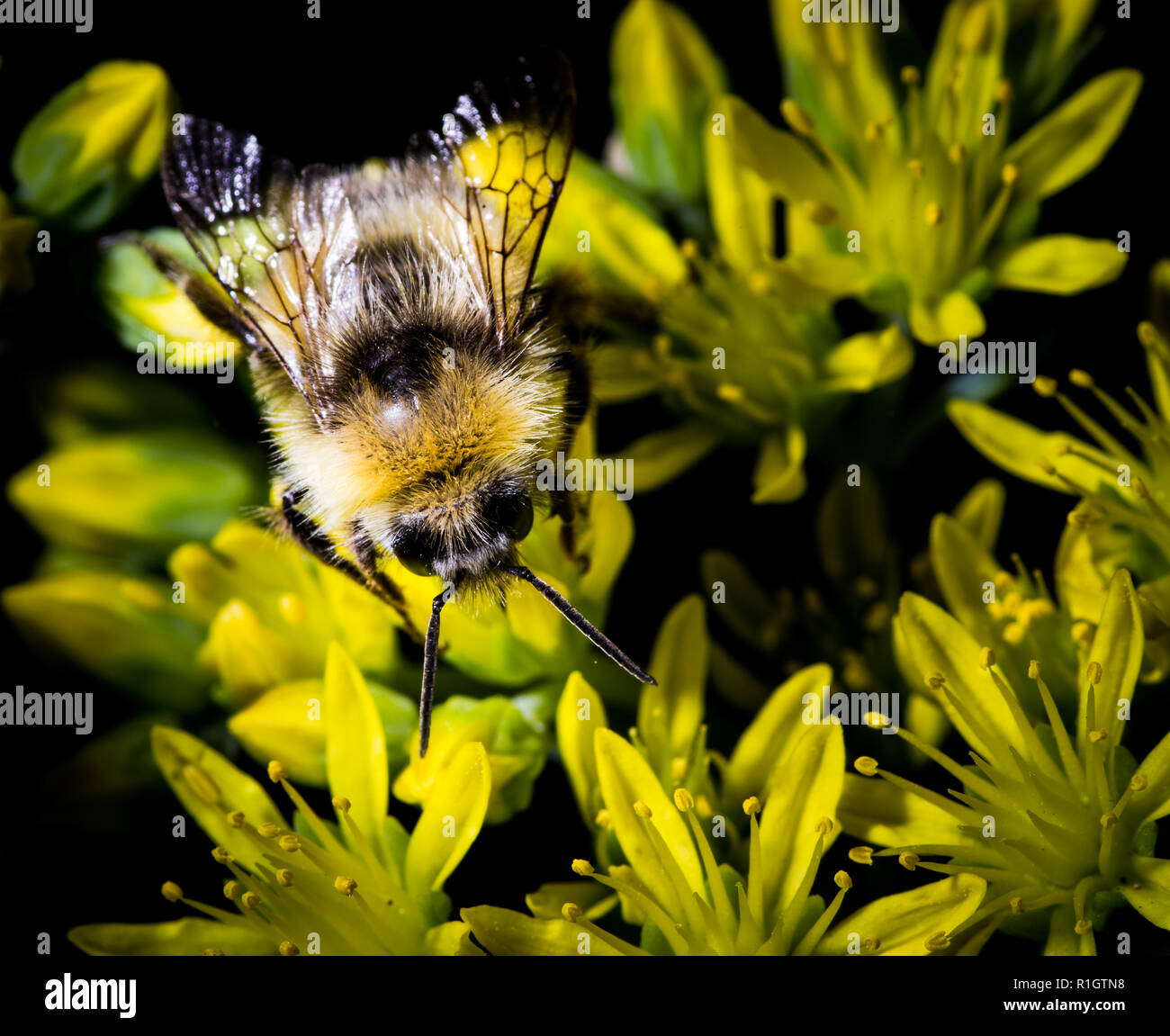 Bumble Bee (Bombus lapidarius) occupato per raccogliere il polline e il nettare da un giallo Tutsan(Hypericum androsaemum) fiore. Greater Manchester, Regno Unito, 2018 Foto Stock