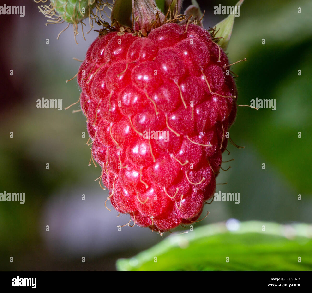 Unico rosso lampone frutto (Rubis Idaeus) crescente sulla boccola Foto Stock