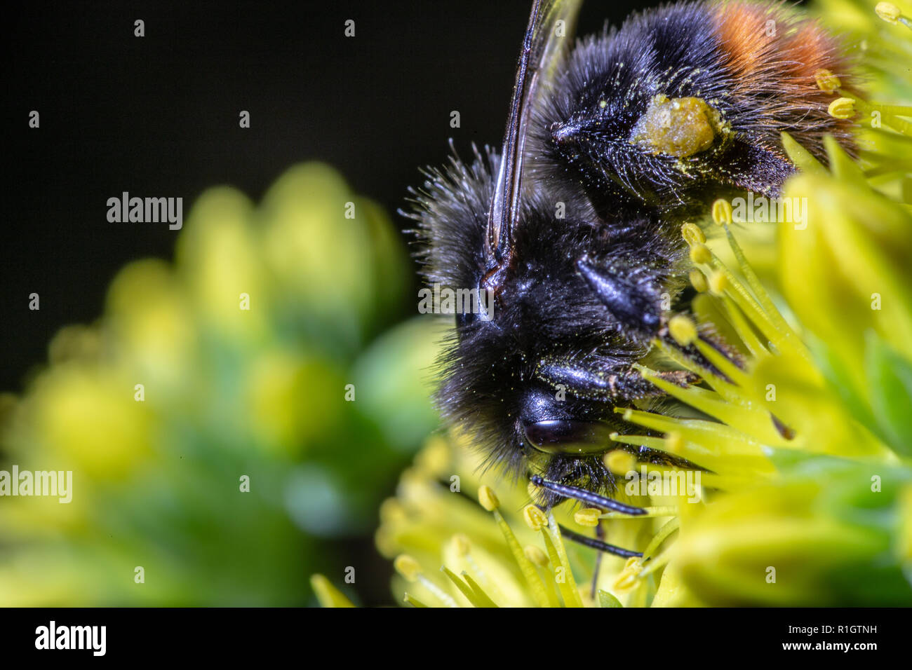 Red Tailed Bumble Bee (Bombus lapidarius) occupato per raccogliere il polline e il nettare da un giallo Tutsan(Hypericum androsaemum) fiore. Greater Manchester, Regno Unito, 20 Foto Stock