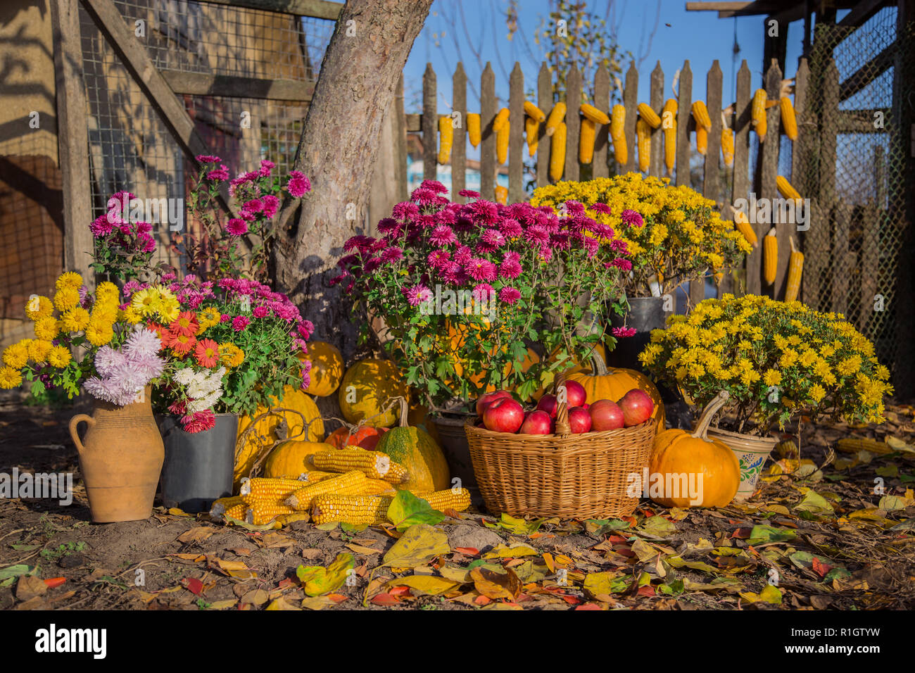 10 Fiori Artificiali Kiku (Crisantemi) + 3 Mini Zucca Bianca - Decorazione Autunnale Bohémien Per Casa E Esterno, Altezza 51,8 Cm