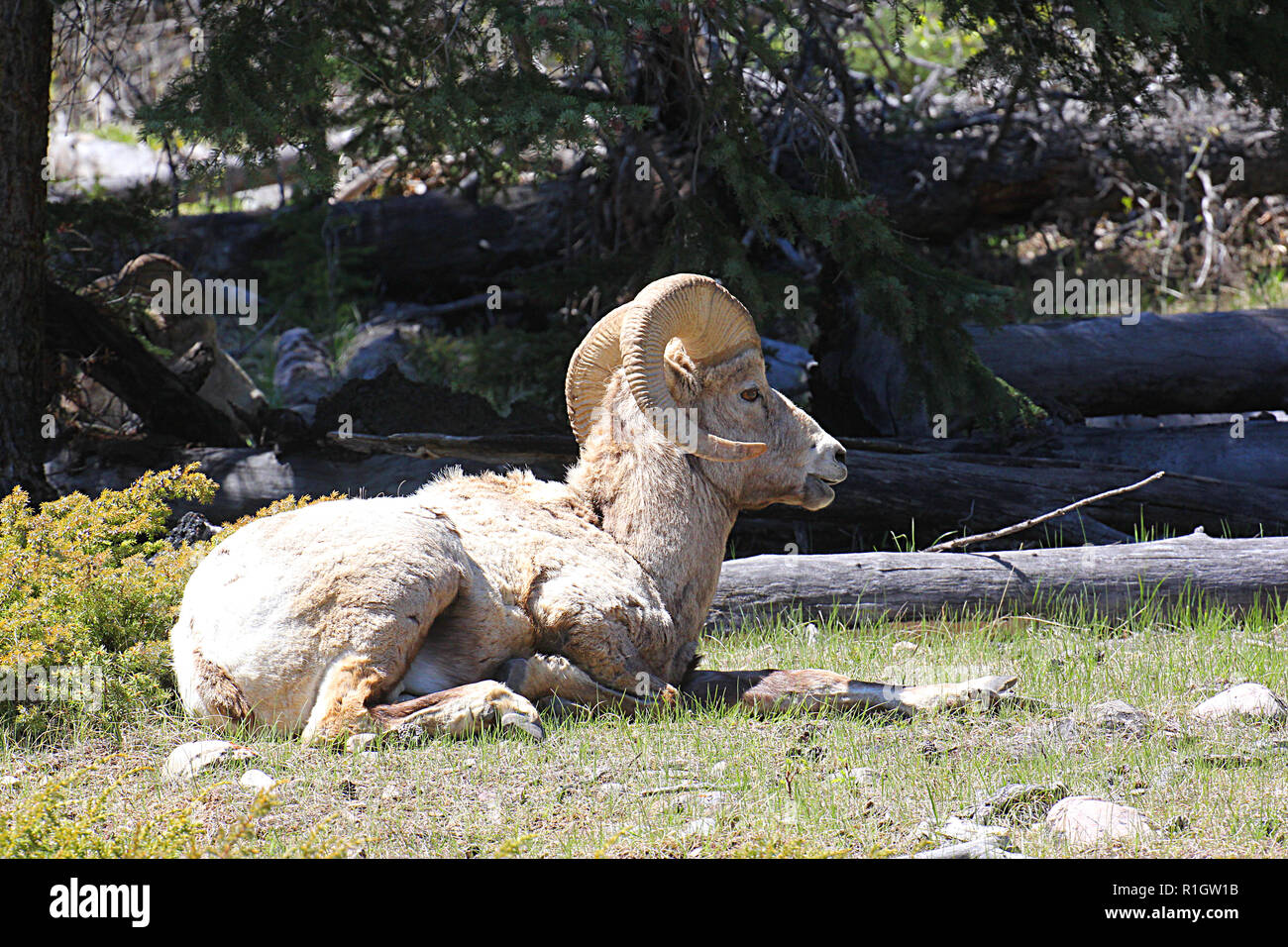 Big Horn Sheep in Canadian Rockies nel Parco Nazionale di Banff, Alberta, Canada Foto Stock