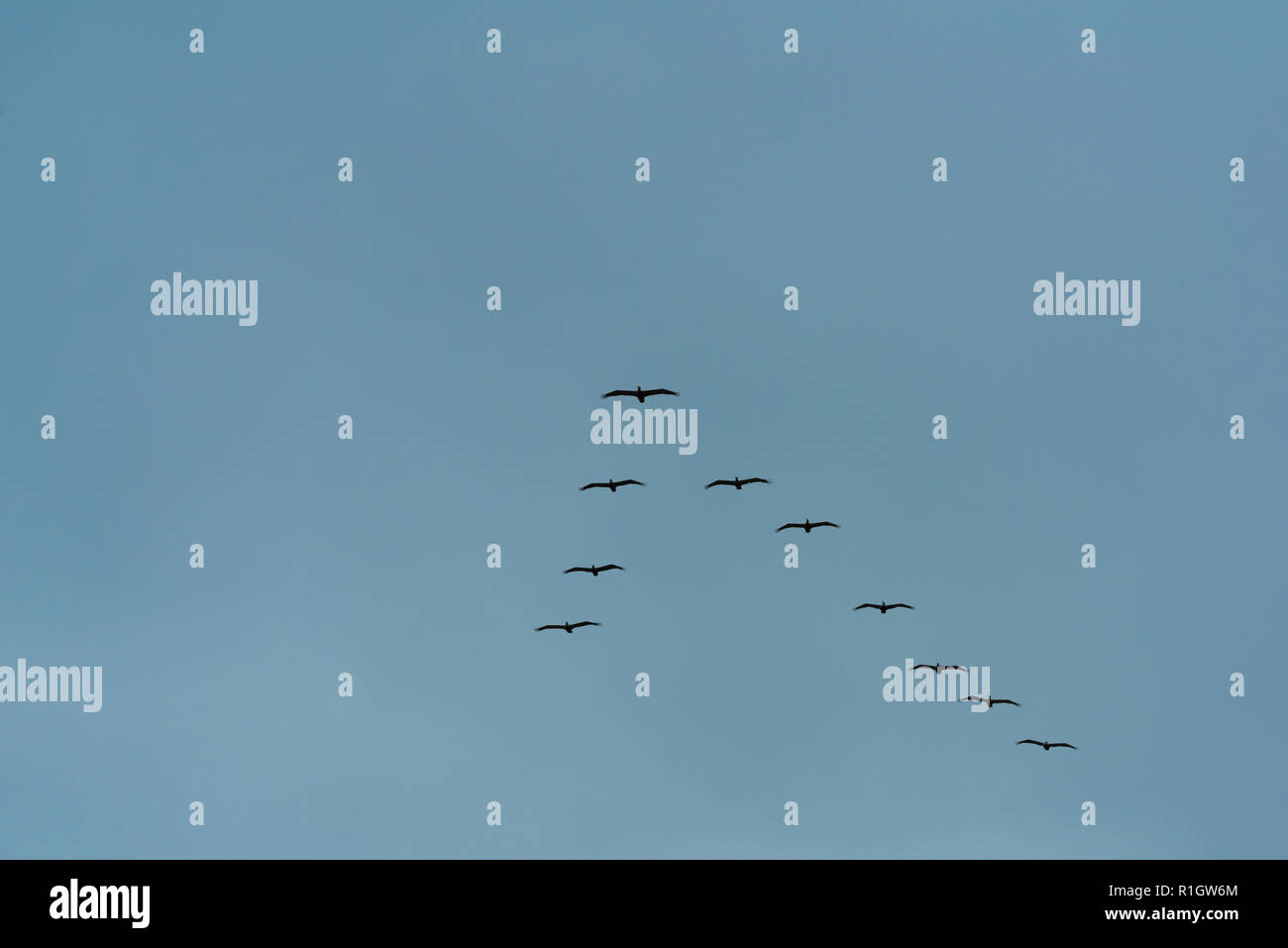 Stormo di uccelli in volo in una v-formazione in un cielo blu Foto Stock