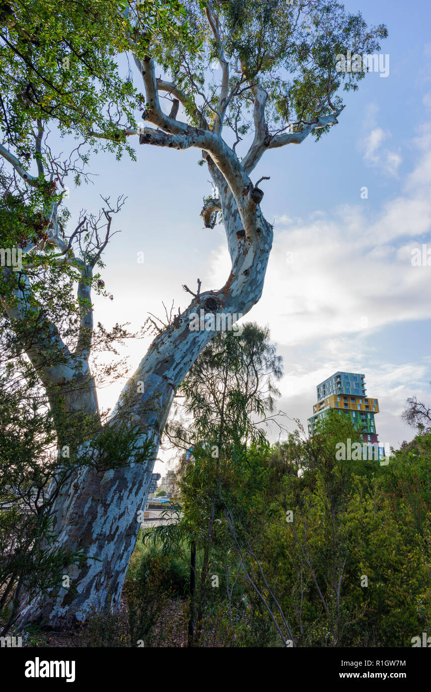 Il Ngargee o Corroboree, albero in St Kilda, nella parte interna di Melbourne. Foto Stock