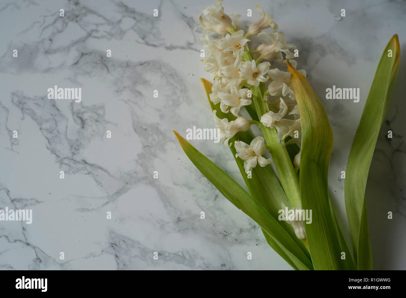 Solenne Giacinto mazzetto di fiori giacente sul fresco marmo tra il polline e le goccioline di acqua Foto Stock