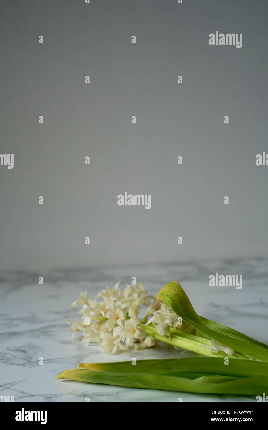 Cupa ingiallimento fiori di giacinto stabilite su marmo Foto Stock