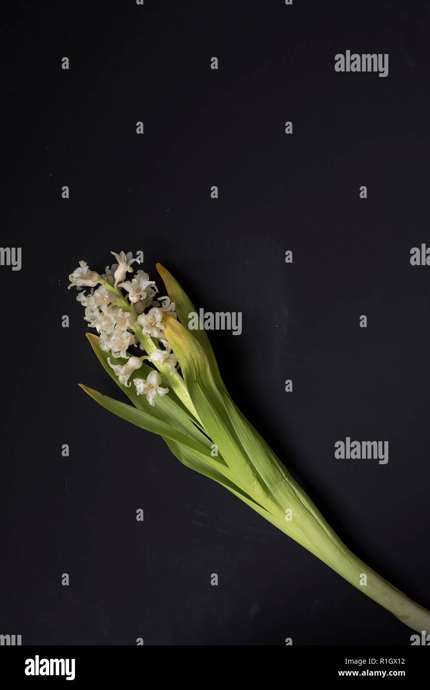 Vista aerea del giacinto stelo floreale ingiallimento e languire su uno sfondo scuro. Luttuoso. Foto Stock