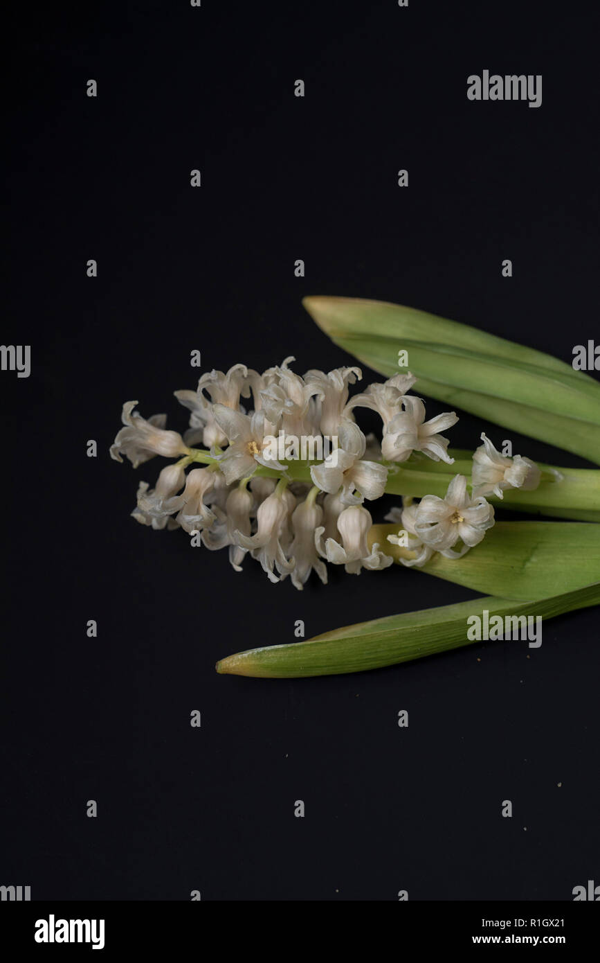 Drammatica High-Contrast morente fiori di giacinto giacenti su uno sfondo scuro Foto Stock