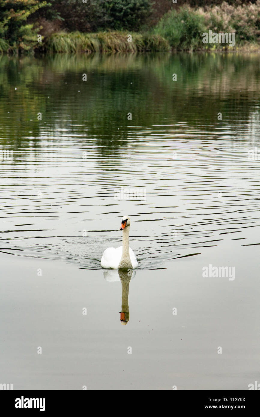 Il lago dei cigni di Milano Foto Stock