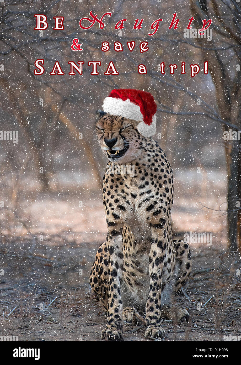 "Essere cattivi e salvare Santa un viaggio' - ghepardo nella neve Foto Stock