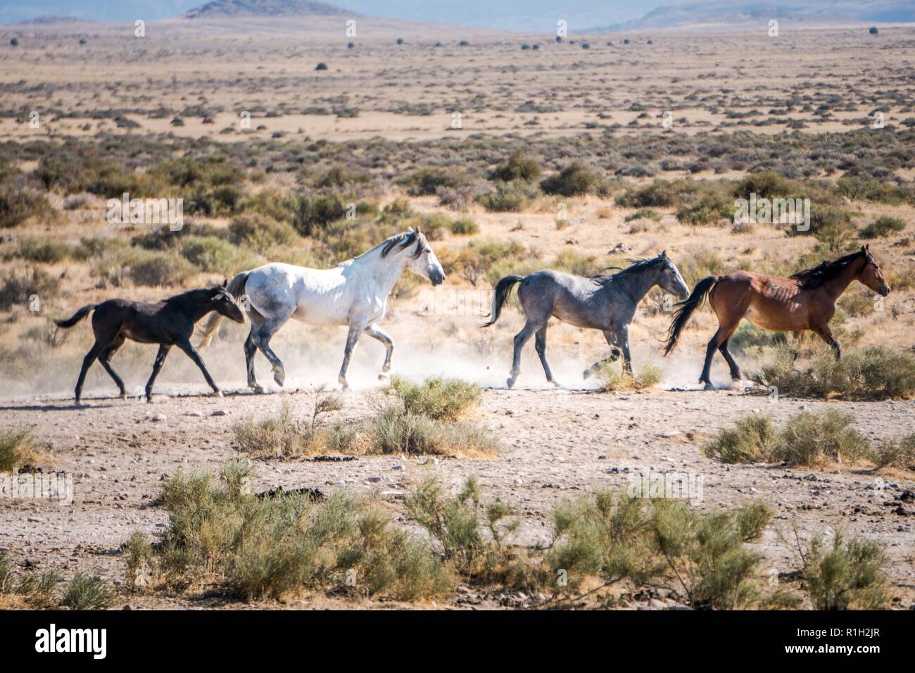 Running Wild Horses Foto Stock