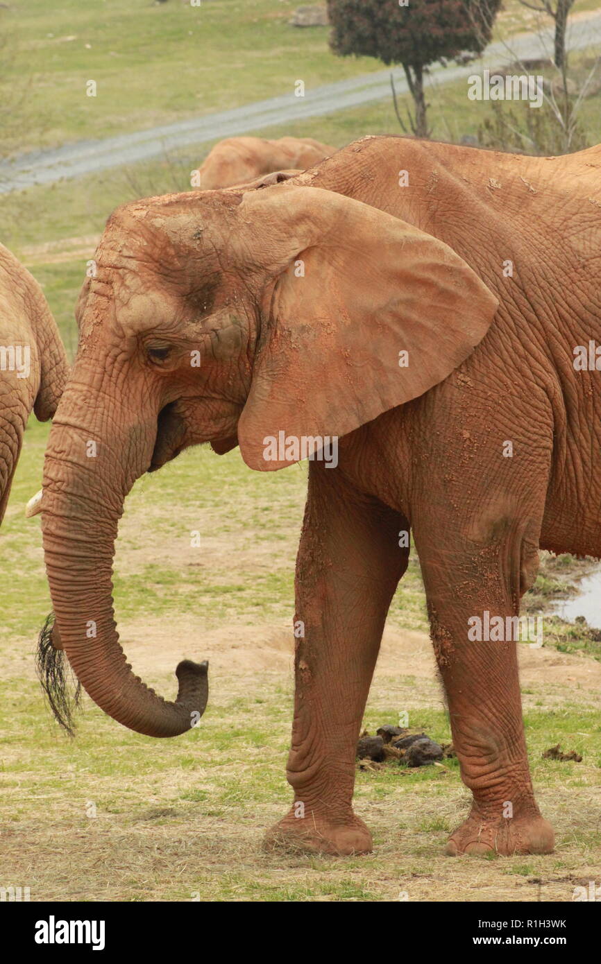 Elefante africano a La Carolina del Nord Zoo Foto Stock