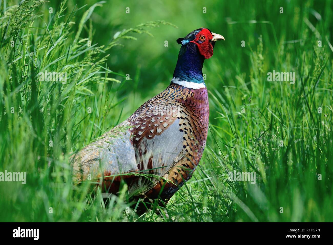 Ritratto di un anello colli (fagiano Phasianus colchicus) in erba lunga Foto Stock