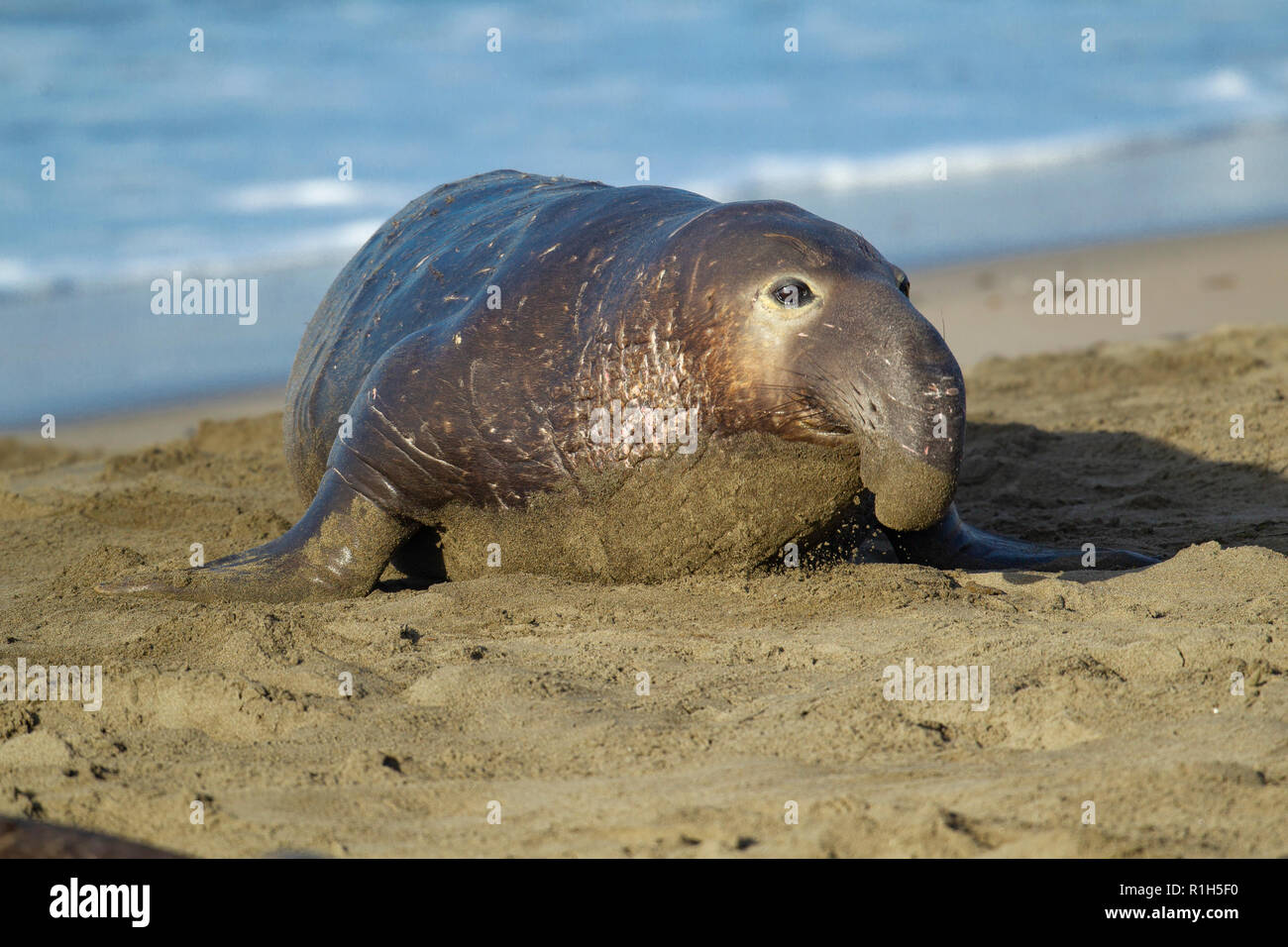 Elefante Marino Immagini E Fotos Stock Alamy