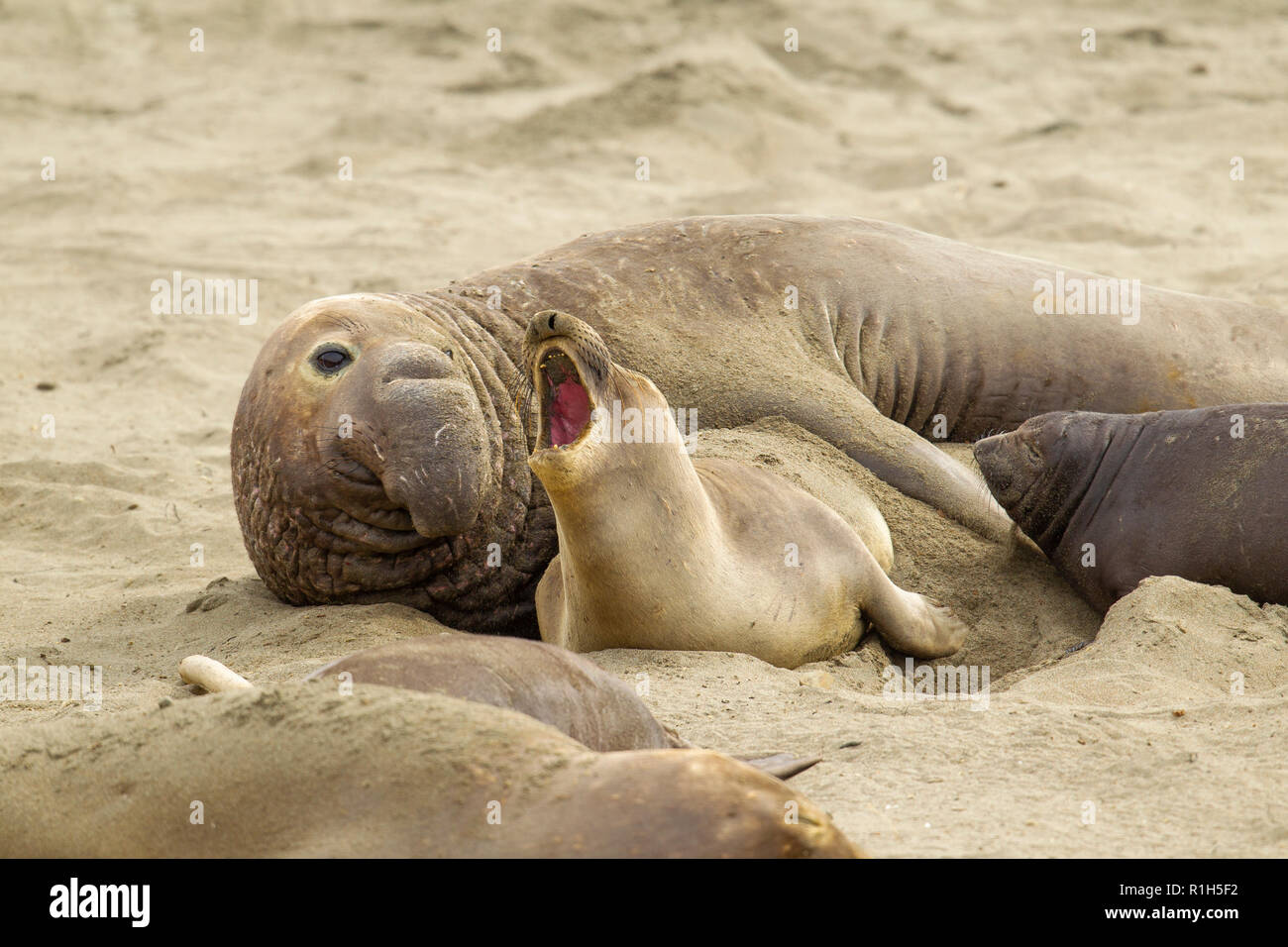 Northern Guarnizione Di Elefante Mirounga Angustirostris Noto Anche Come Gli Elefanti Di Mare Attivita Di Accoppiamento A Piedras Blancas Guarnizione Di Elefante Rookery Foto Stock Alamy