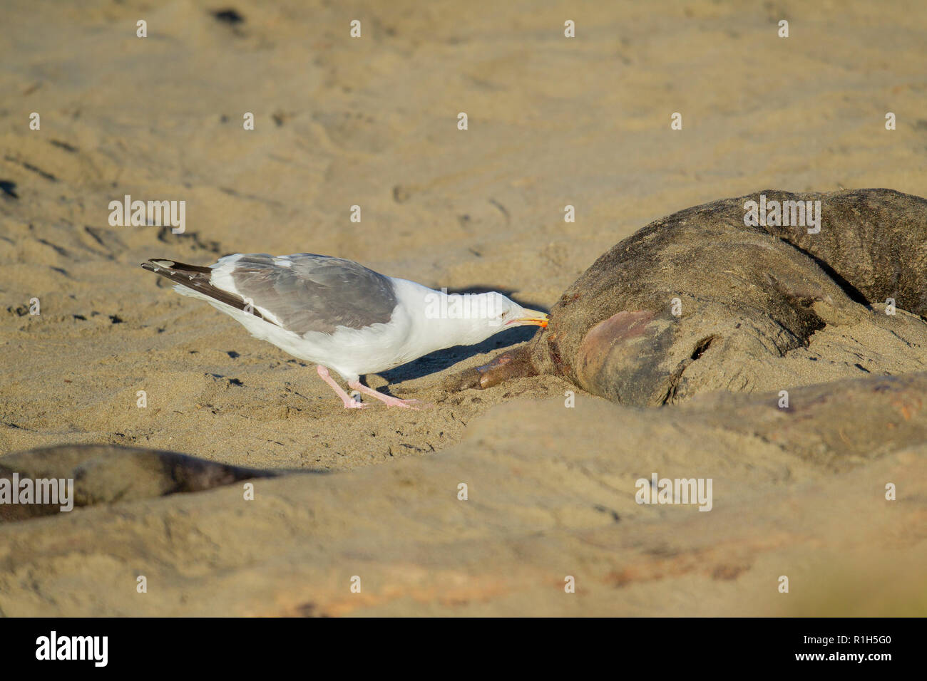 Seagull il prelievo a la carcassa di un elefante settentrionale di tenuta (Mirounga angustirostris) pup. Molti cuccioli vengono uccisi sulla spiaggia, schiacciato dal tremendo Foto Stock