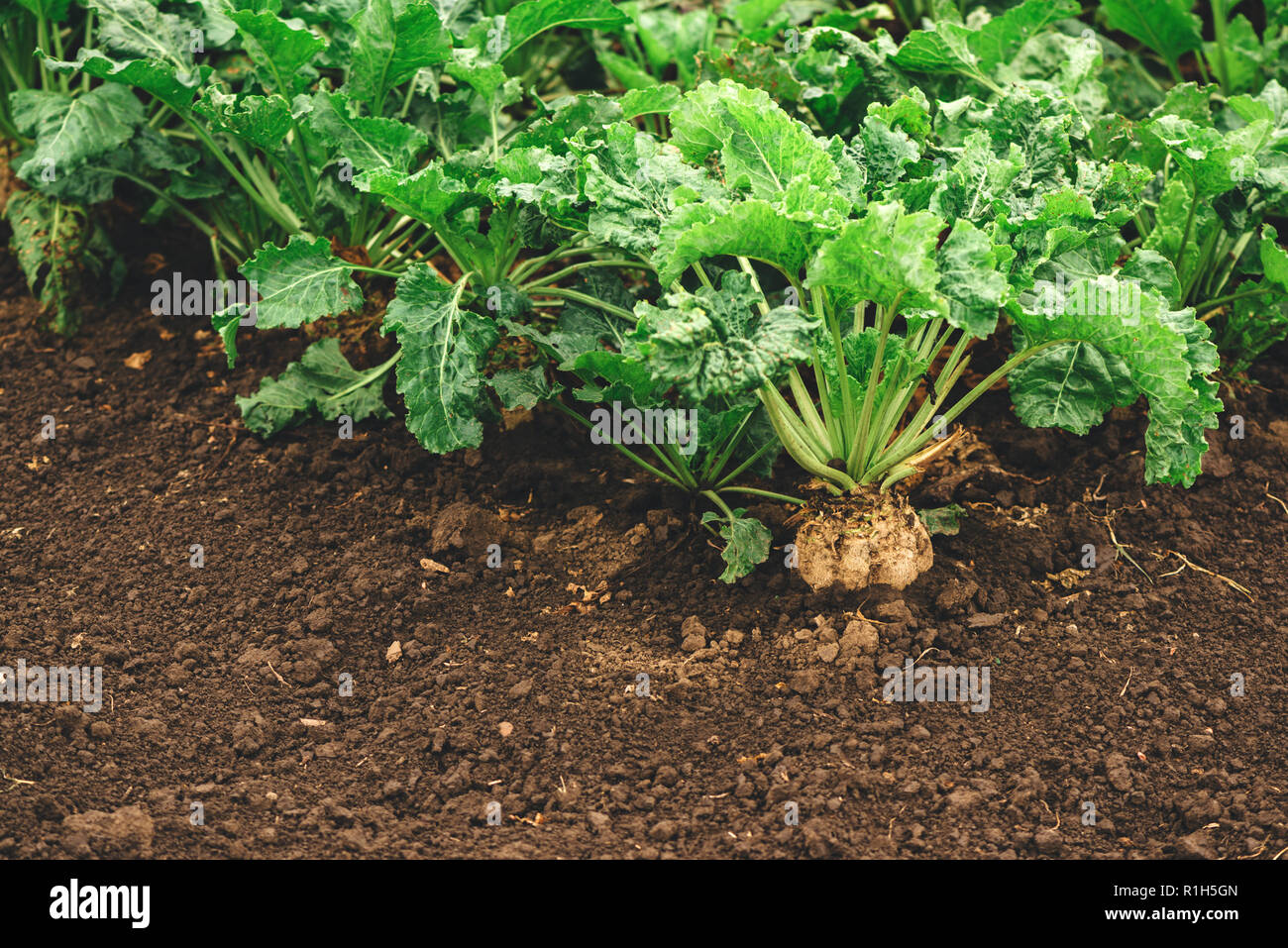 Barbabietole da zucchero di raccolto di radice coltivate con metodo biologico nel campo coltivato Foto Stock