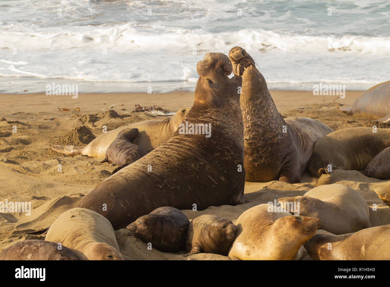 Northern guarnizione di elefante (Mirounga angustirostris). Noto anche come  gli elefanti di mare. Grandi maschi di competere per il territorio e gli  harem sulla spiaggia di Piedras B Foto stock - Alamy