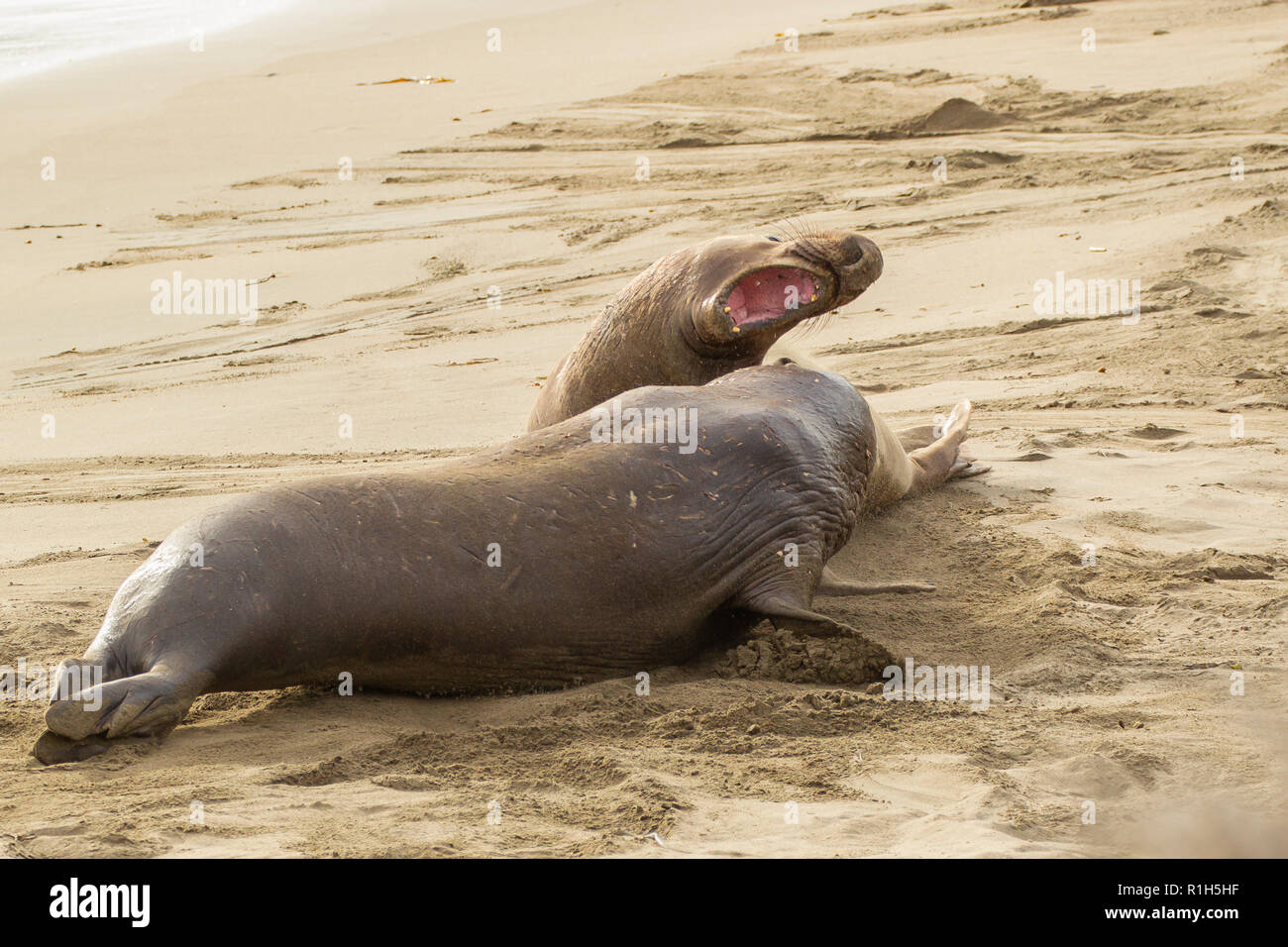 Northern guarnizione di elefante (Mirounga angustirostris). Noto anche come gli elefanti di mare. Grandi maschi di competere per il territorio e gli harem sulla spiaggia di Piedras B Foto Stock