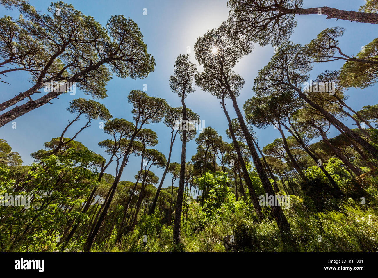 Foresta di conifere di Jezzine nel sud del Libano medio oriente Foto Stock