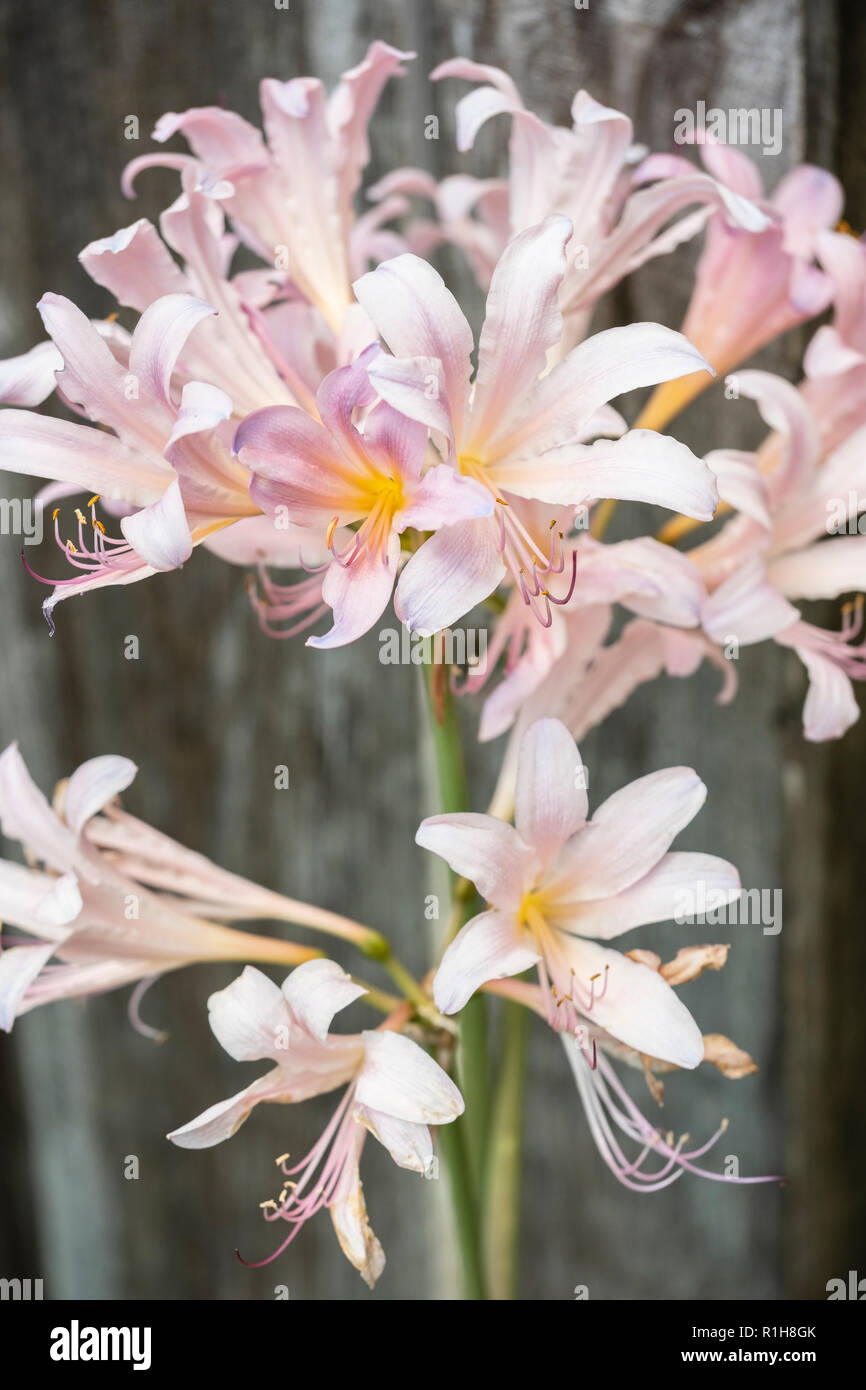 La recente apertura del fiori di Amaryllis belladona, nudo signore, o resurrezione Gigli, crescendo in Wichita, Kansas, Stati Uniti d'America. Foto Stock