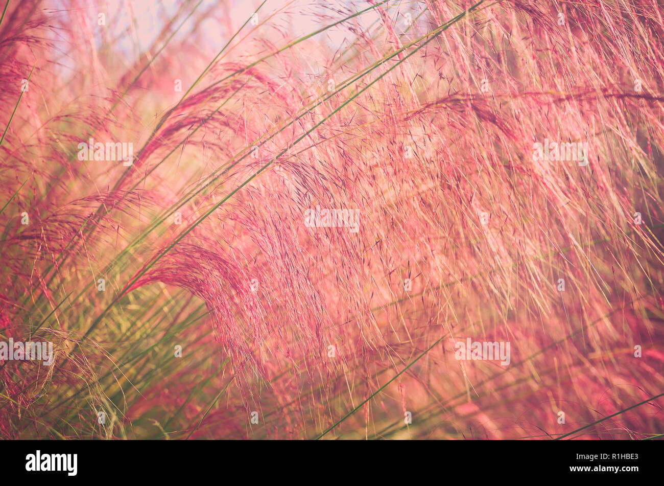 Golfo di erba muhly (Muhlenbergia capillaris) cresce di Cooper Riverside Park vicino al Museo GulfQuest, Nov.27, 2015, in Mobile, Alabama. Foto Stock