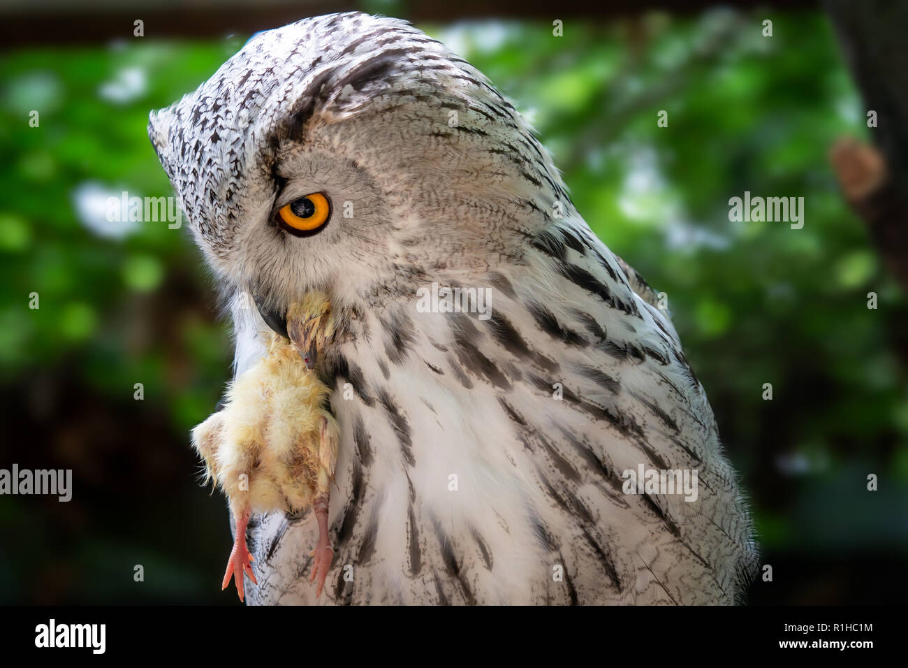 Siberian Gufo Reale con la preda nel becco. Bubo bubo sibiricus, il gufo più grande al mondo. Foto Stock