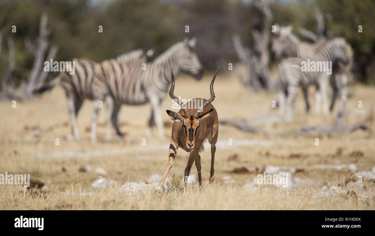 Di fronte nero impala con zebre in background. Il parco nazionale di Etosha, Namibia Foto Stock