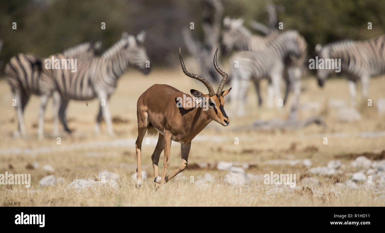 Di fronte nero impala con zebre in background. Il parco nazionale di Etosha, Namibia Foto Stock