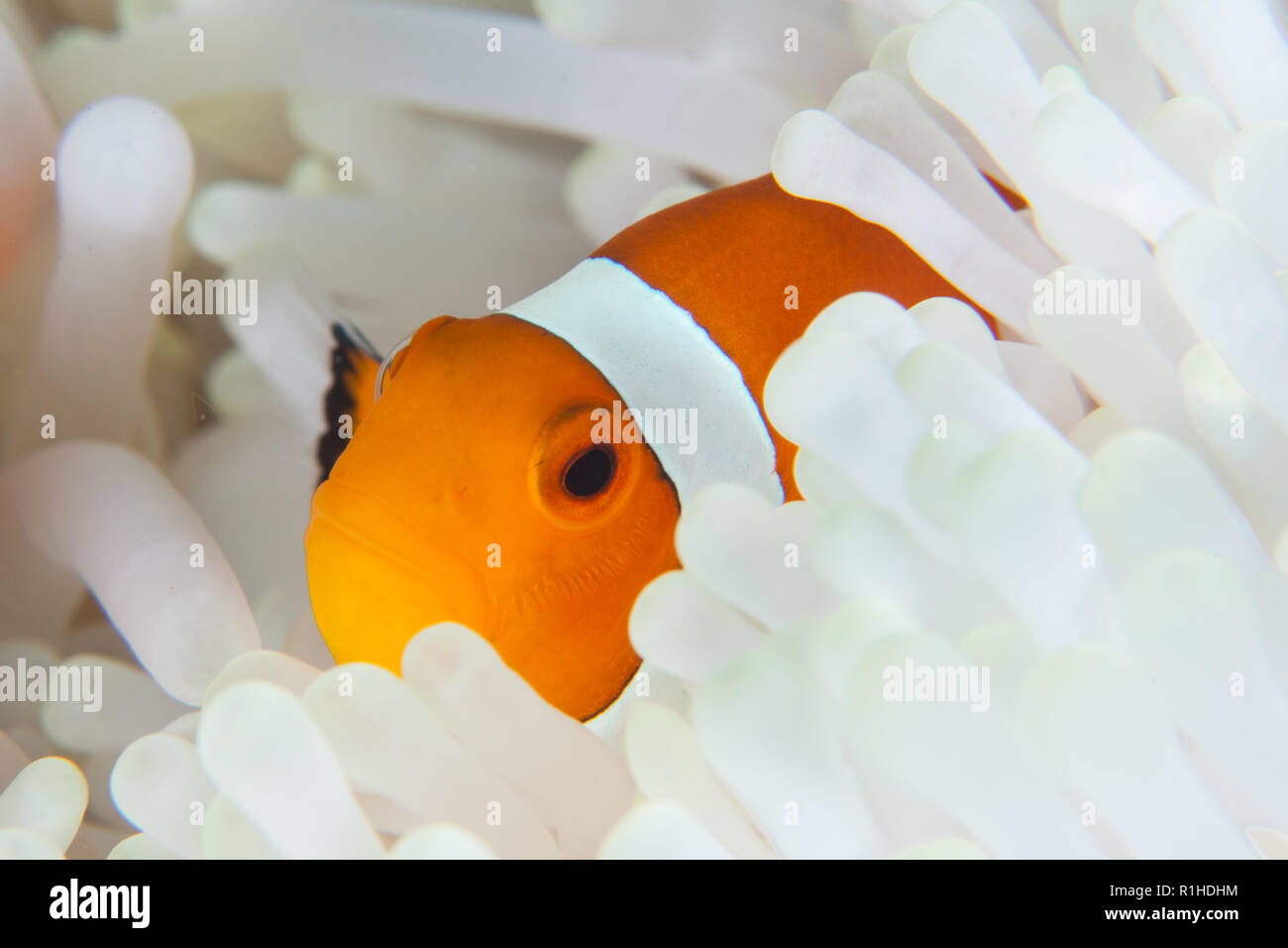 Un falso clownfish, Amphiprion ocellaris, coccole nella sua sbiancato anemone host. Questo è un classico esempio di simbiosi mutualità. Foto Stock