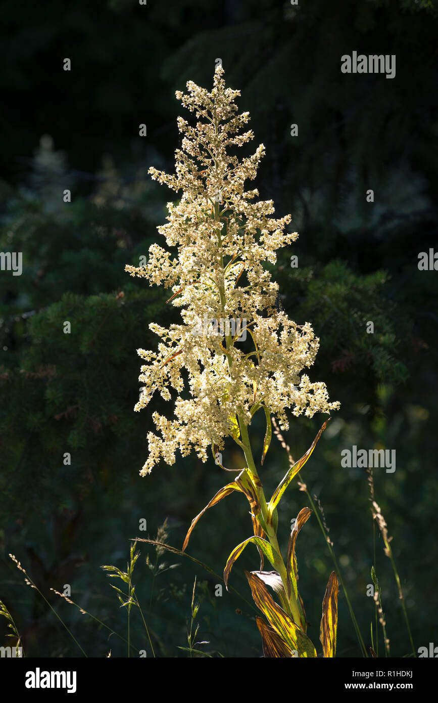 Giglio di mais, Wallowa - Whitman National Forest, Oregon. Foto Stock