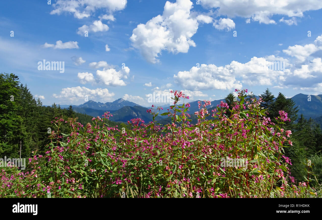 Bella atmosfera cloud con panorama di montagna e fiori in Baviera Foto Stock