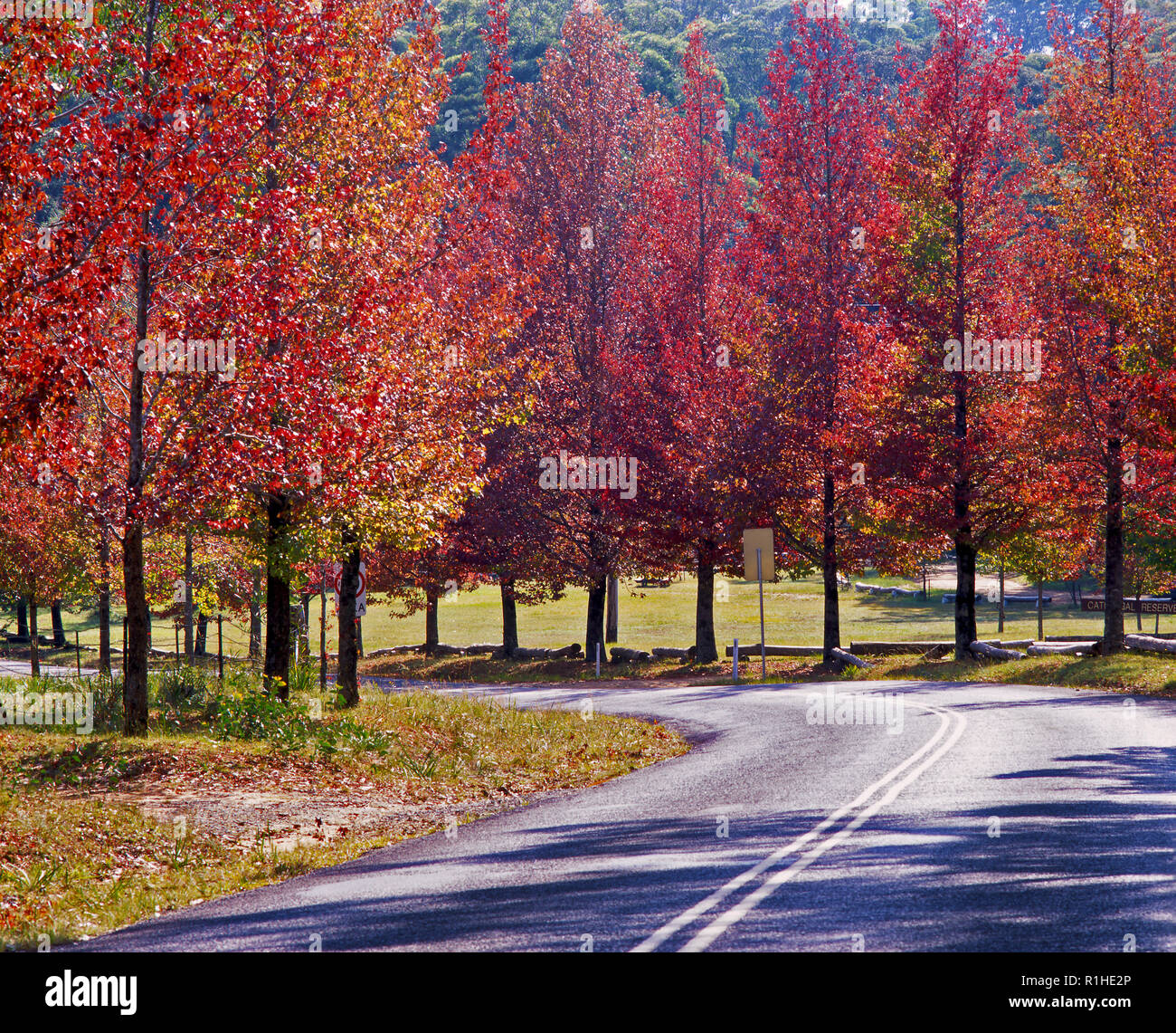 Una tortuosa strada delimitata da rosso brillante alberi in NSW Australia. Foto Stock