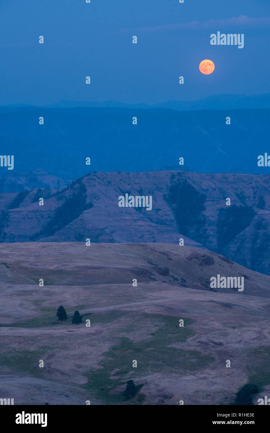 Full Moon Rising over Idaho sette demoni montagne con Oregon's Zumwalt Prairie in primo piano. Foto Stock