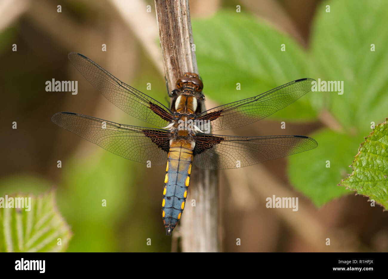 Ampia corposo Chaser (Libellula depressa), il Parco Nazionale di Peak District, REGNO UNITO Foto Stock