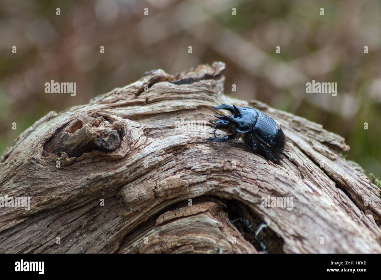 Minotauro maschio beetle (Typhaeus typhoeus) in un distretto di picco heather moorland Foto Stock