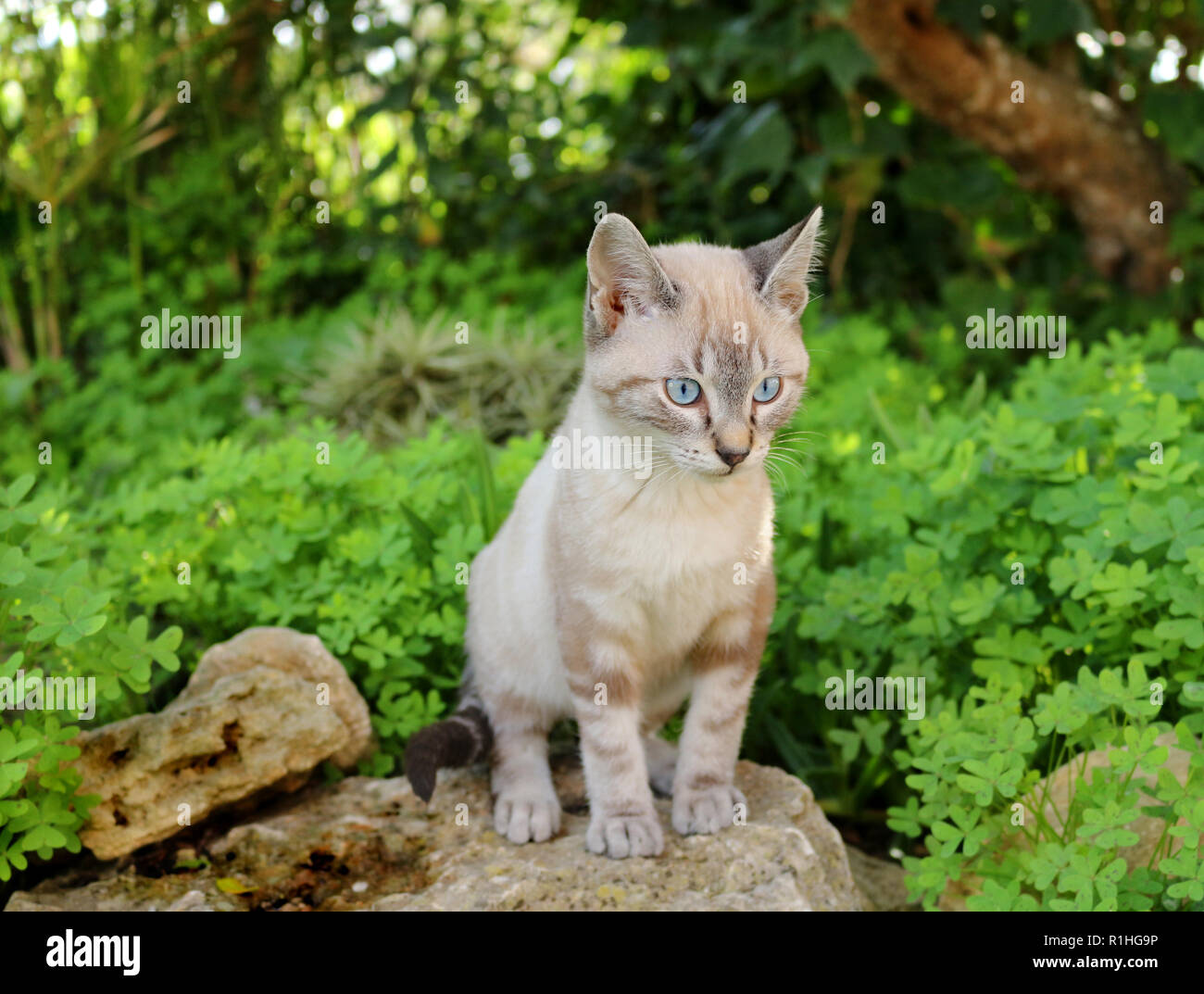 Yound gatto domestico, vecchio di 4 mesi, seal tabby point, seduti in giardino Foto Stock