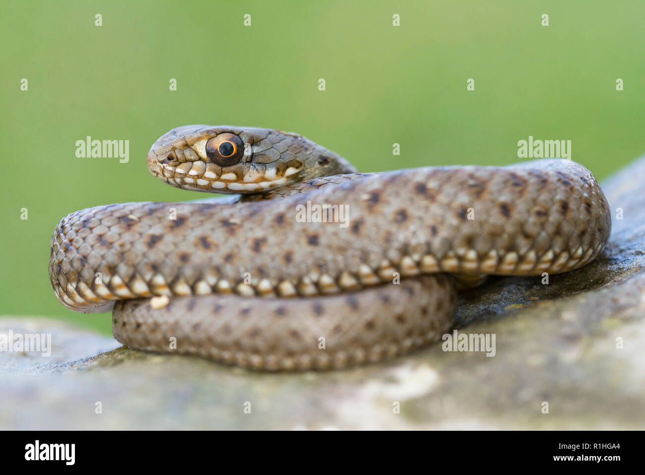Montpellier snake pongono (bambino) Foto Stock