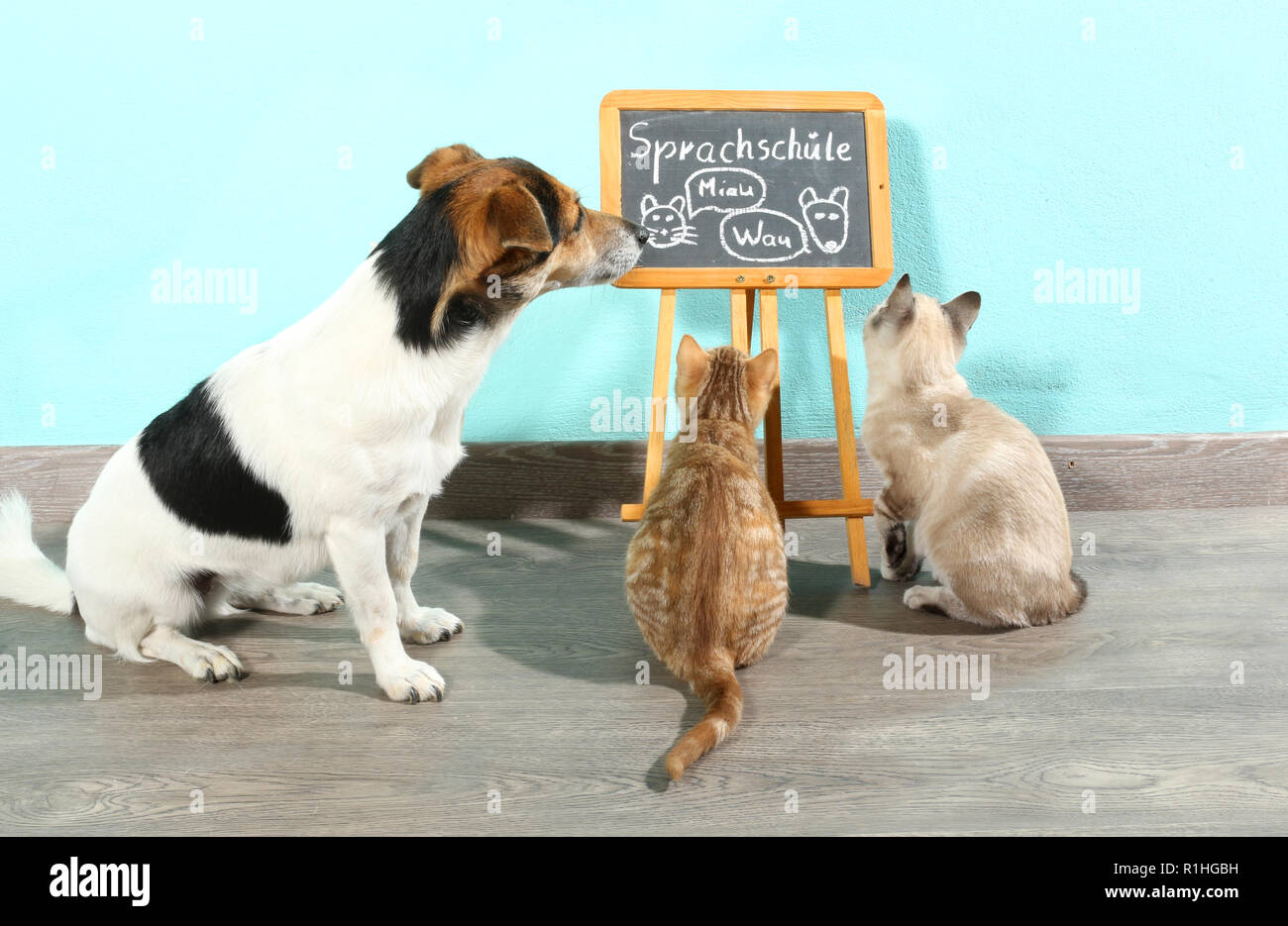 Jack Russell cane (tricolore) e due gattini (Rosso tabby e seal tabby point) guardando un consiglio scolastico Foto Stock