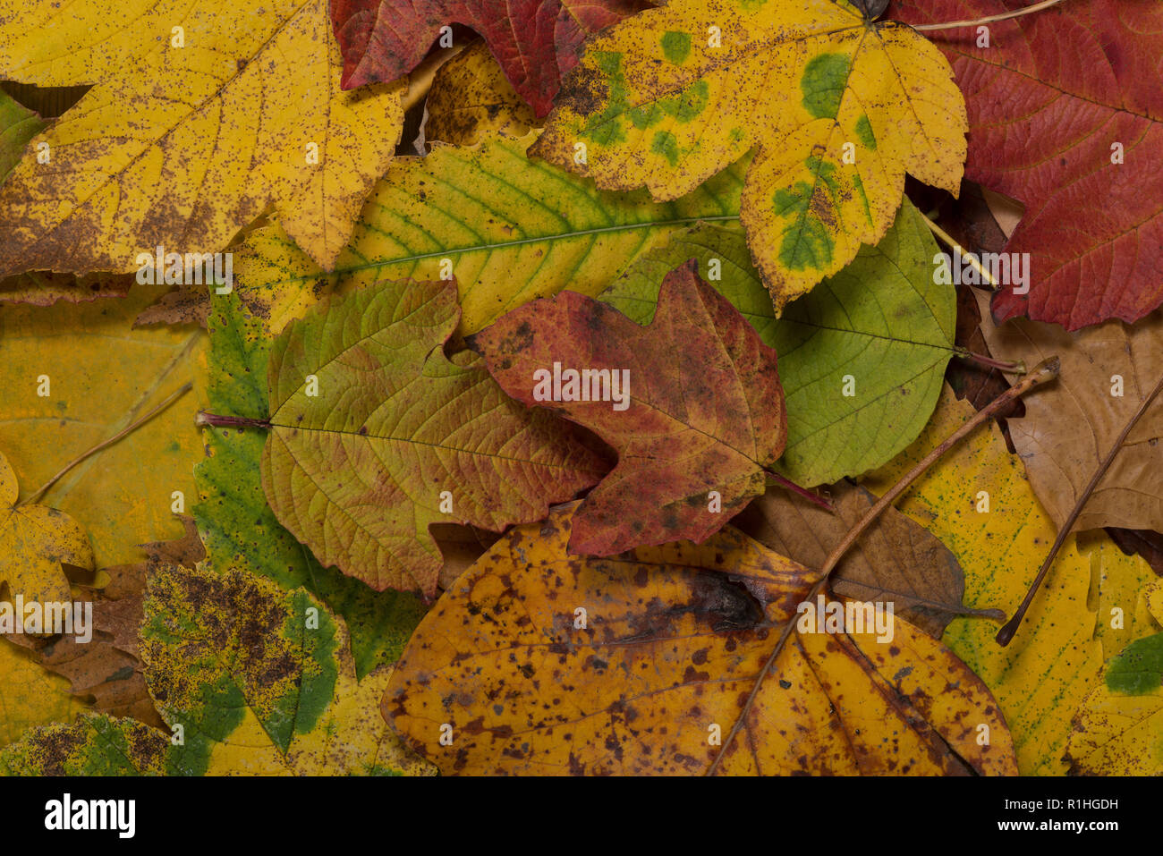 Meravigliosa miscela di capannone British autunnali foglie decidue con sfumature di giallo, verde, arancione, Acer, faggio, castagno, nocciolo, Prunus, Liriodendron Foto Stock
