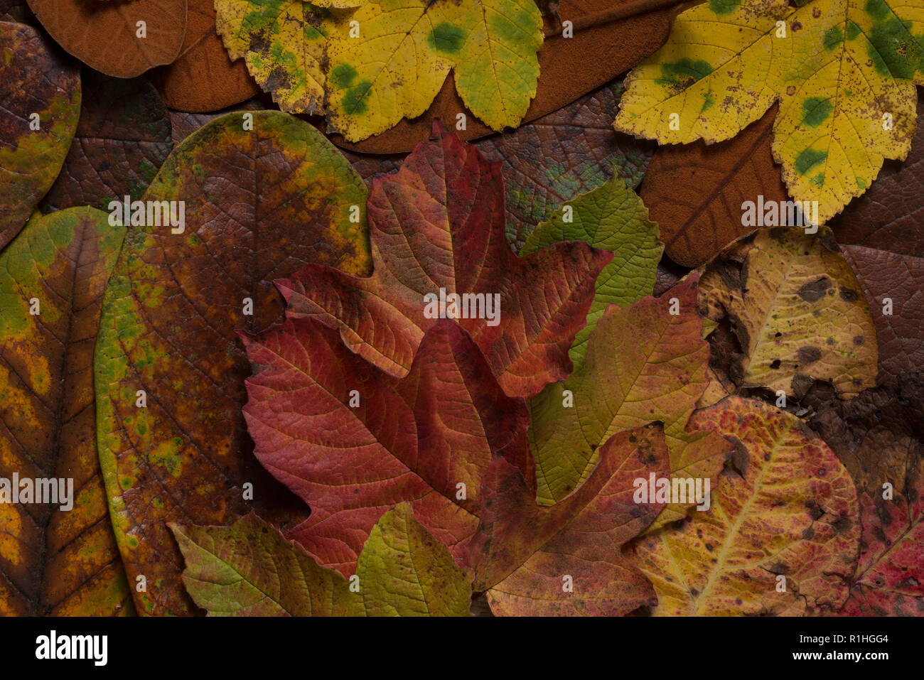 Meravigliosa miscela di capannone British autunnali foglie decidue con sfumature di giallo, verde, arancione, Acer, faggio, castagno, nocciolo, Prunus, Liriodendron Foto Stock