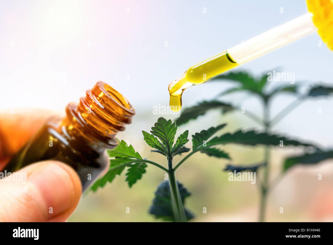 Mano che regge una bottiglia di olio di cannabis contro la pianta di marijuana, CBD pipetta di olio Foto Stock