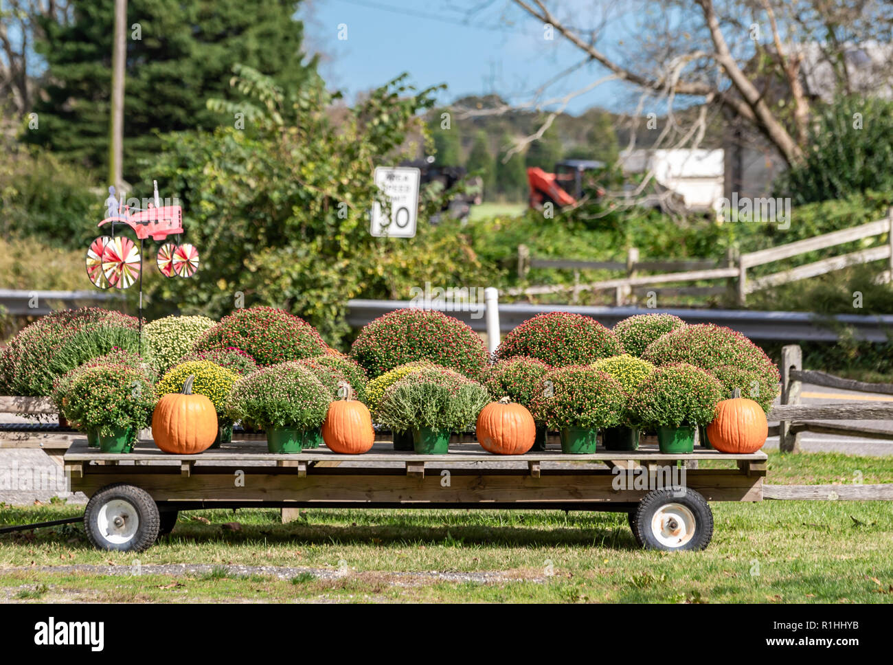 Carro con zucche e mamme in East Hampton, NY Foto Stock