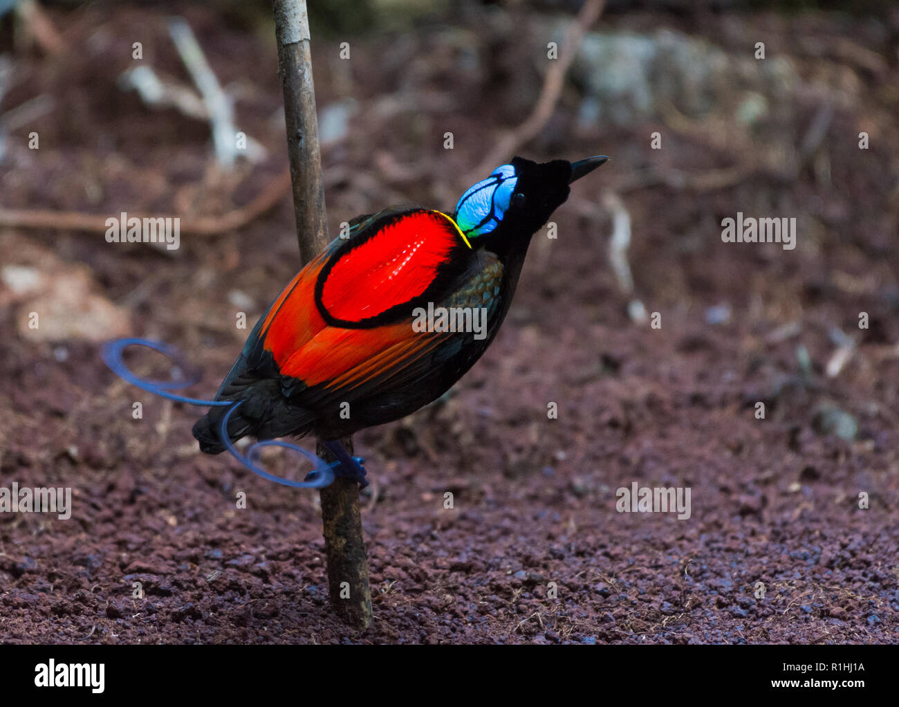 un-maschio-di-wilson-uccello-del-paradiso-diphyllodes-respublica-nel