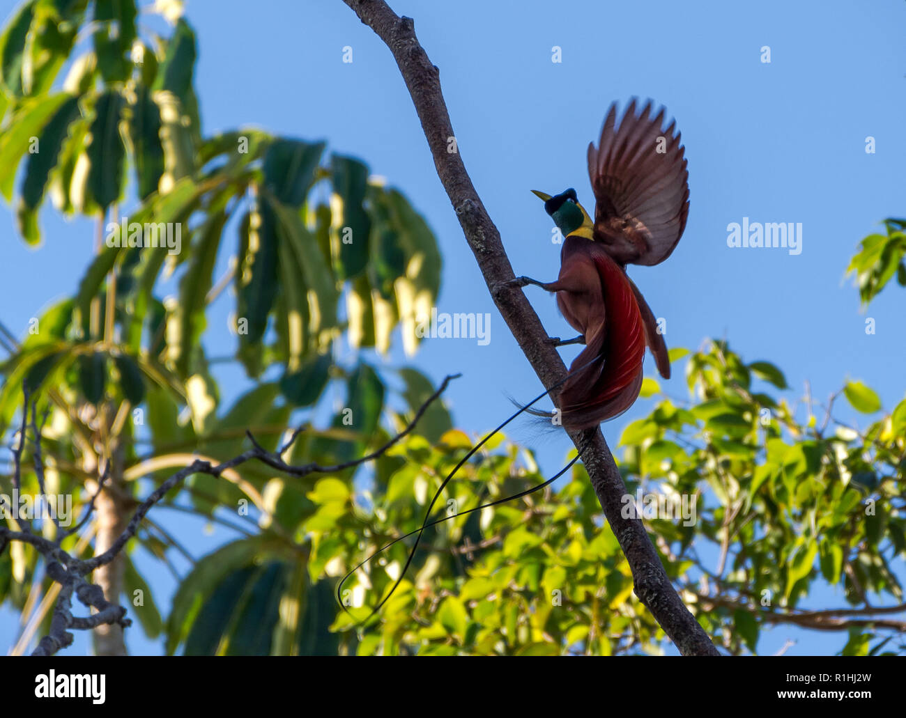 Maschio rosso uccello del paradiso (Paradisaea rubra) nel corteggiamento. Isola di Waigeo Raja Ampat, Indonesia Foto Stock